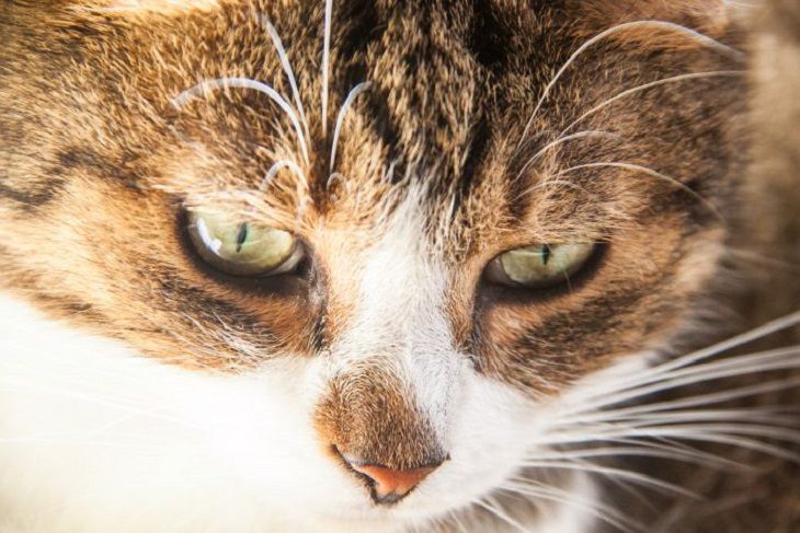 Почему кошка утаскивает еду подальше от своей миски