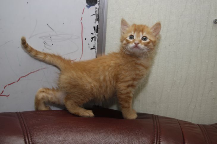 Как выбрать кошку, если в доме маленький ребенок: самые добродушные и терпеливые породы Кошка