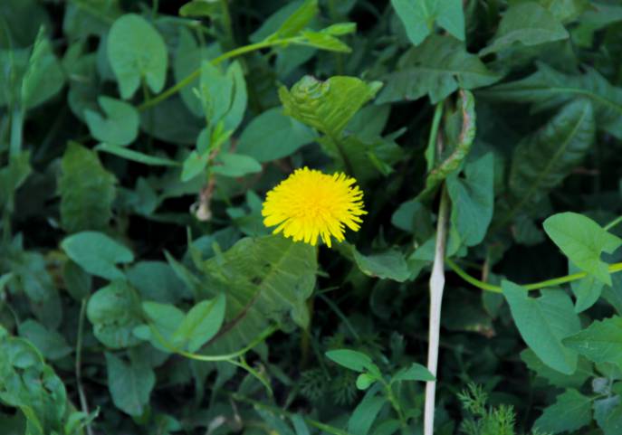 Какой сорняк дачники напрасно изничтожают: и не сорняк то вовсе Одуванчик