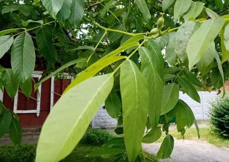 Вода на участке после дождей теперь долго не застаивается: залог этому полезное дерево, которое способно откачивать жидкость годами Дерево