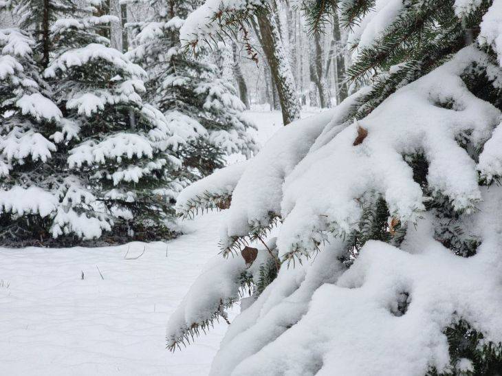 Народные приметы на 26 января: что предвещает затяжные морозы лес
