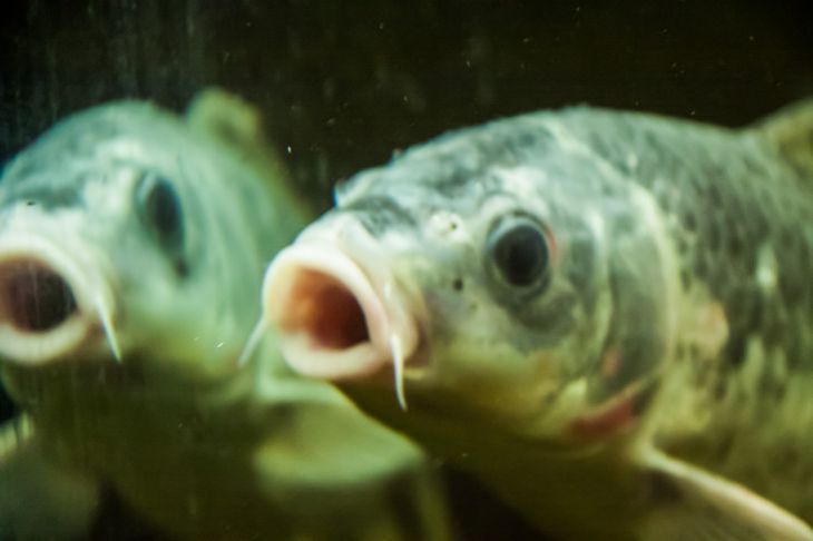 Как продавцы свежей рыбы обманывают покупателей в праздничные дни: на что обратить внимание, отправляясь за продуктами Рыбы