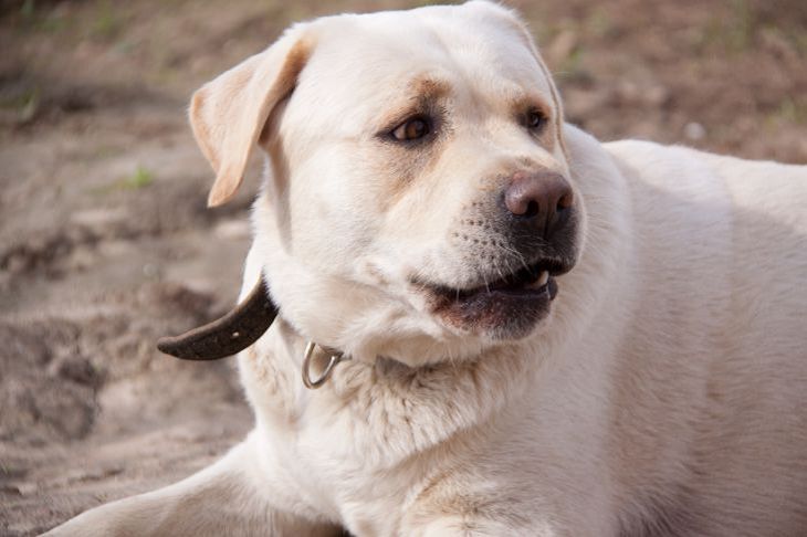 Какую собаку завести, если в доме несколько детей: породы собак, которые будут в восторге от постоянных игр Собака