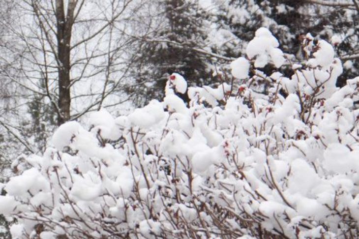 Ветви в снегу