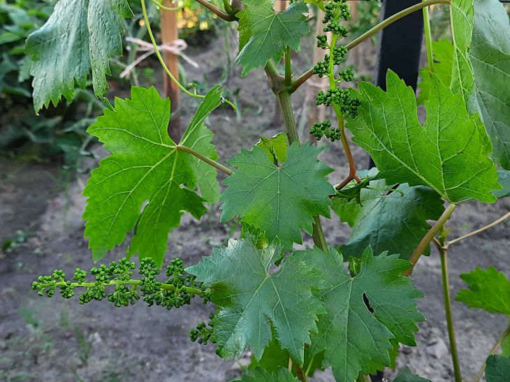 Какие растения подходят для вертикального озеленения: от плюща до лимонника Виноград