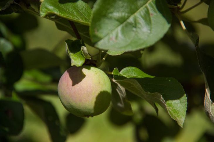 Если яблоня не плодоносит, руки так и тянутся ее спилить: как легкоисправить ошибки: новости, яблоня, дерево, уход, урожайность, сад и огород