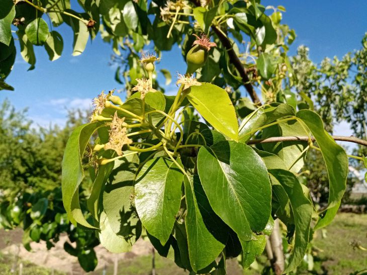 Чем обработать сад в начале сезона, чтобы защититься от болезней и вредителей: опытные дачники раскрыли секрет сад