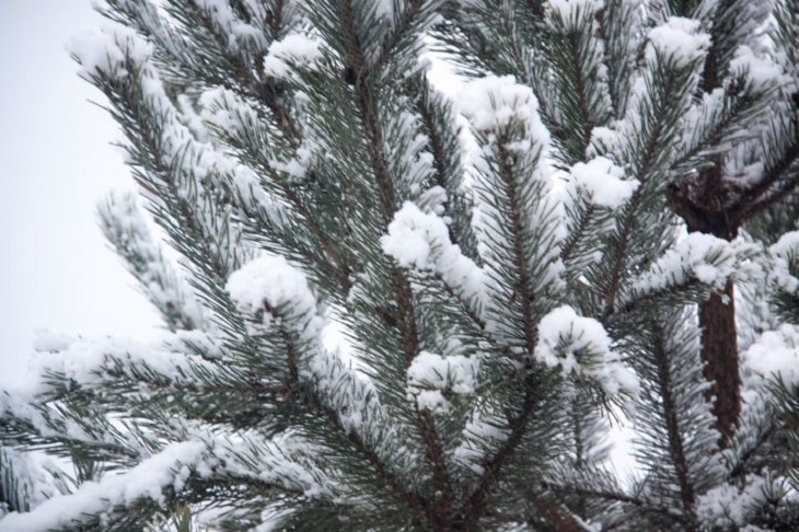 В чем польза сосновых шишек для огорода: как использовать ценный лесной материал Хвоя