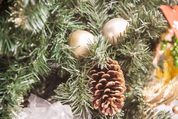 Зачем опытные дачники собирают в лесу шишки: не все об этом знают шишка