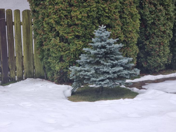 Какой сегодня праздник: 11 февраля 2023 года Ель