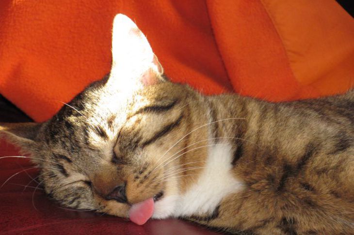 Почему коты сидят с высунутым языком и надо ли беспокоиться: новости,  питомец, коты, кошки, животные, домашние животные