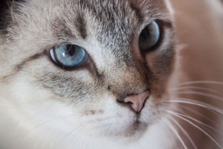 Что означает горячий нос у кота: новости, кошка, кошки, коты, питомцы,  животные, домашние животные