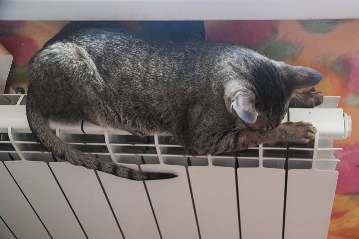 Кошка спит на батарее. Это не вредно? кошка