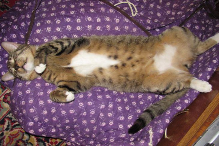 От любви до ревности: 5 причин, почему кошка спит в ногах у человека:  новости, кошки, коты, поведение, причины, домашние животные