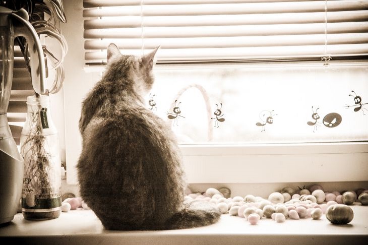 Почему кошки любят сидеть и смотреть в окно: новости, кошка, кошки, коты,  питомцы, животные, домашние животные