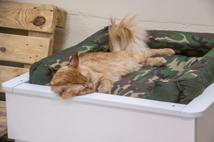 Кот в лежанке