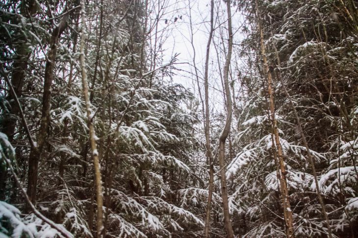 Какой сегодня праздник: 6 февраля 2023 года Зимний лес