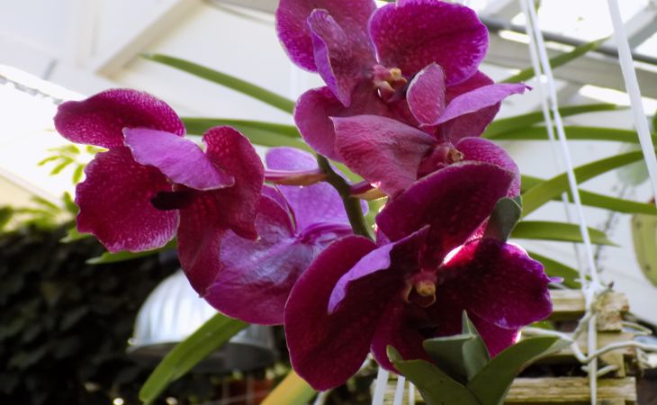 Почему у орхидей опадают бутоны?