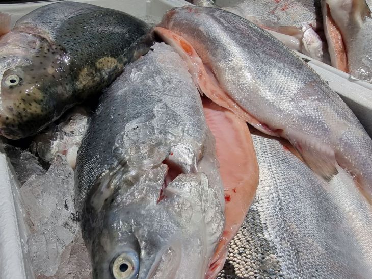 Этот продукт медведка обходит за версту: какие запахи пугают вредителя Рыба