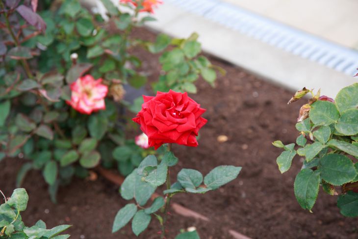 Чем подкормить розы весной: быстрый рост и восстановление после зимыгарантированы: новости, розы, цветы, подкормка, удобрение, сад и огород