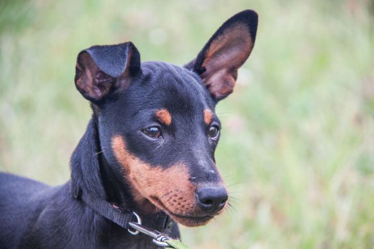 Почему собака игнорирует хозяина после долгой разлуки: что делать владельцу питомца Собака