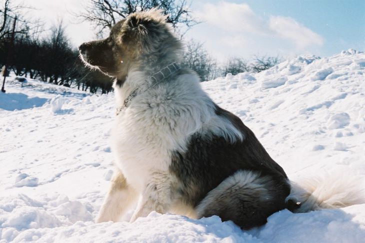 Как нельзя играть с собакой в «Апорт»: ошибки, которые допускают больше ...