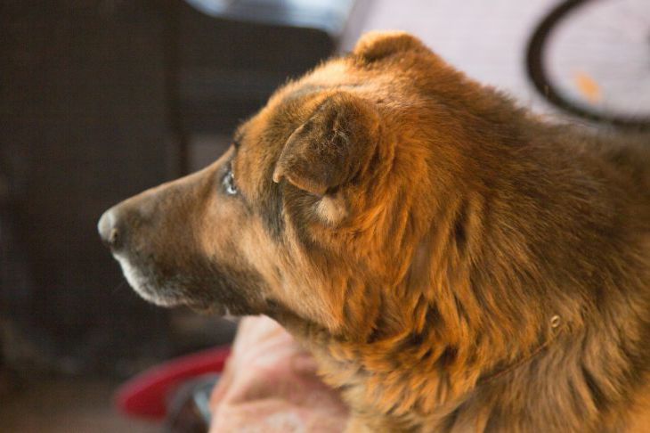 Как отучить собаку лаять: стоит только узнать причину Собака