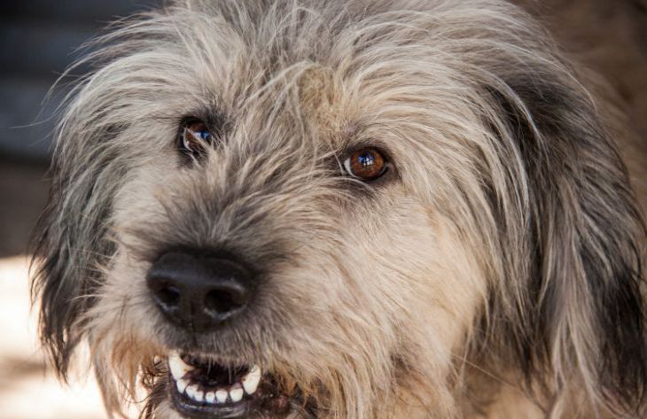 Ветврач объяснила, зачем чистить зубы домашнему питомцу Собака