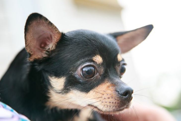 Даже в маленькой квартире есть место для собаки: список пород небольшого размера Собака