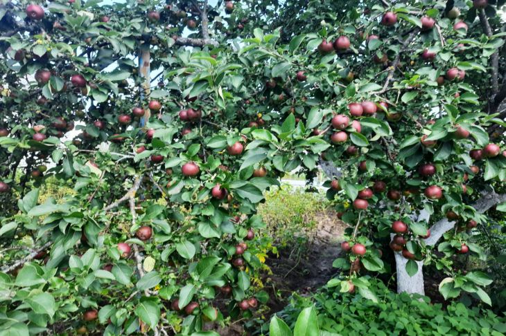 Яблоня