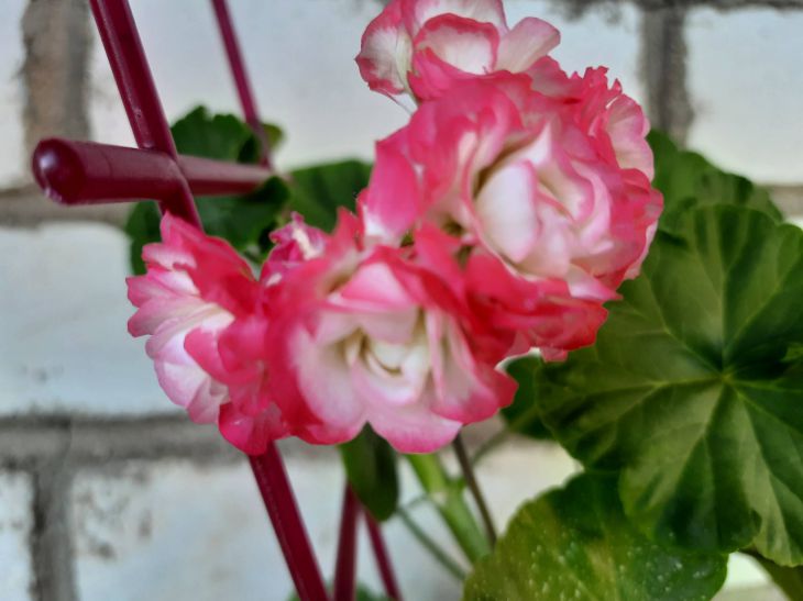 С этим удобрением герань будет цвести год: вот что нужно влить в грунт Герань