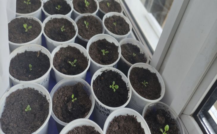 Чем обработать рассаду от черной ножки: секрет здоровых сеянцев Рассада