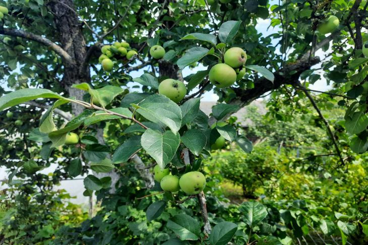 Как избавиться от лишайника на плодовых деревьях: простое средство 