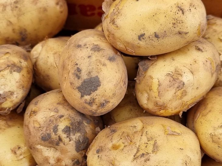 Почему картошка вырастает кривой и в трещинах: что упускают из видудачники: новости, картофель, урожай, болезни, овощи, огород, сад и огород