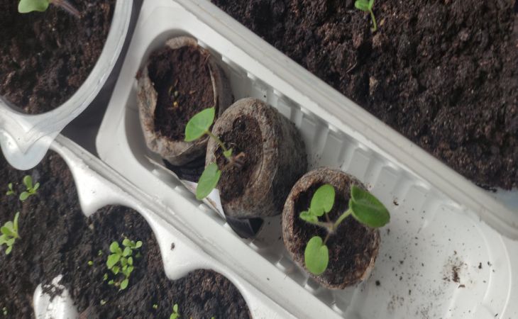 Начнется загнивание: одно неловкое движение – и рассаду можно выбрасывать Рассада