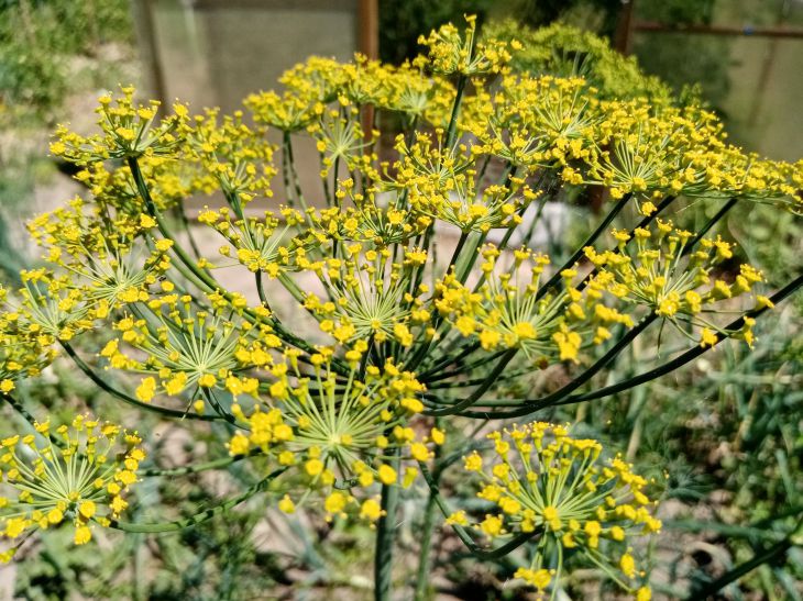 Что посеять против бактерий и грибов в огороде: вариант не хуже сидератов Укроп