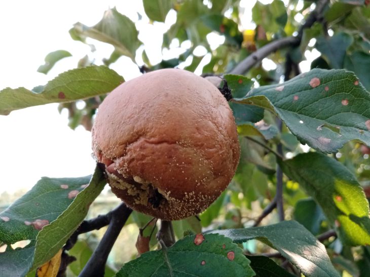 Гниль яблони. Обработка от монилиоза абрикоса. Миндальное дерево цветение.
