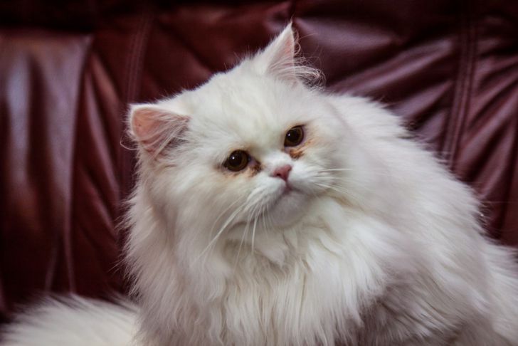 Почему кошку рвет белой пеной: основные причины недомогания питомца:  новости, кошка, здоровье, советы, уход, питомцы, домашние животные
