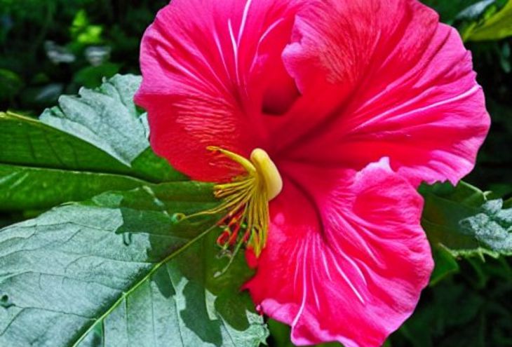 Проверьте, если этот цветок у вас есть: он лучший для дома, и вот в чем секрет цветок