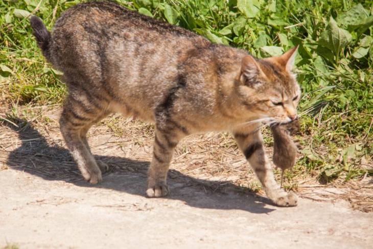 Для чего кошка приносит мышь хозяину кошка