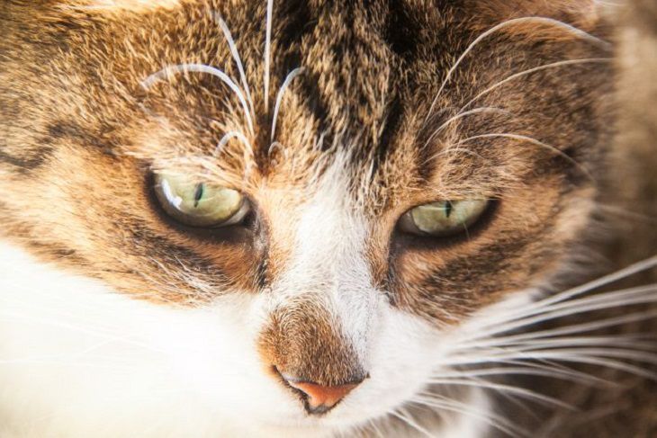 Что значит, когда кот лижет руки кошка