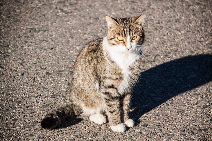 Обладает ли кошачье мурчание целительной силой Кошка