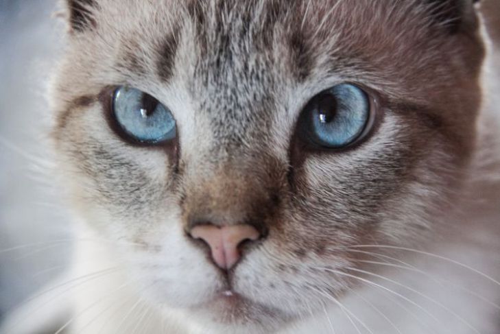 Почему кошка может съесть своих котят: новости, питомцы, животные, кошки,  коты, домашние животные