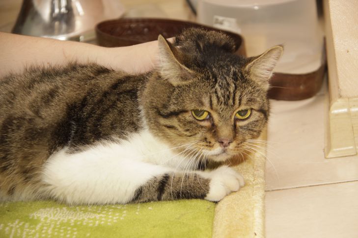 Зачем кошка пытается закопать свою миску: 3 веские причины кошка