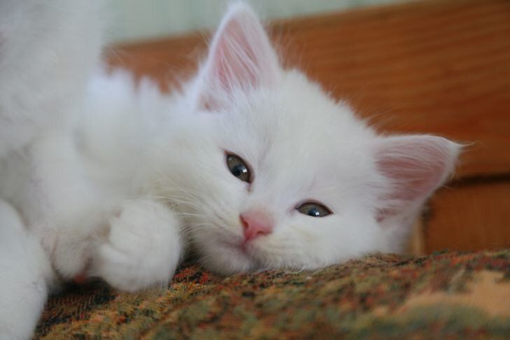 Почему кошки не доедают свою еду: неожиданные причины кошка