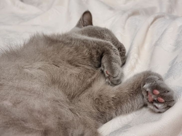 5 причин, по которым кошка спит в странных местах кот