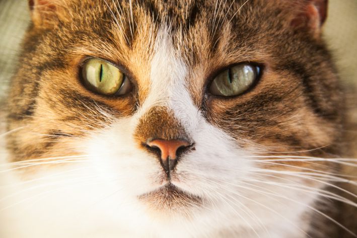 5 причин, по которым кошка может распушить хвост