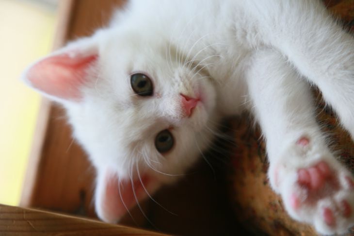 Сколько котят может родить кошка за раз: новости, кошки, питомцы, животные,  домашние животные