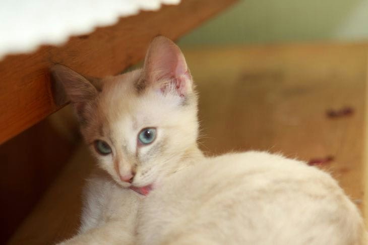 Как сделать обонятельный коврик своими руками: лучшая игрушка для активной кошки Котенок