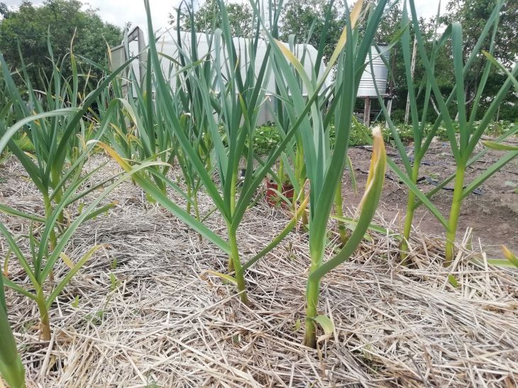 Почему от мульчирования почвы нет результата: разбираем 2 главные ошибки Огород